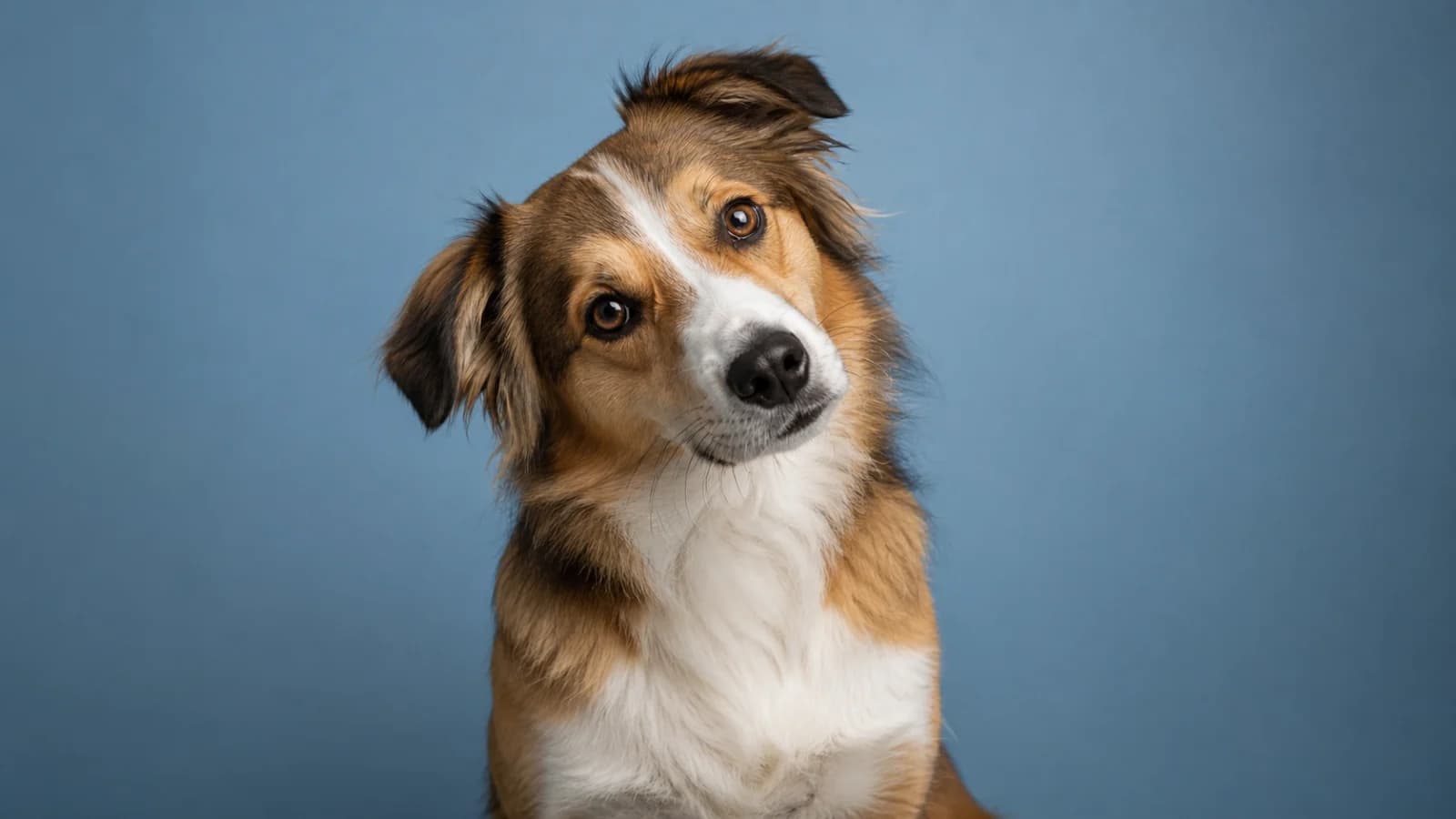 Häufige Fragen zur Hundeversicherung